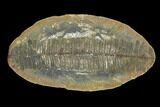 Pecopteris Fern Fossil (Pos/Neg) - Mazon Creek #92293-1